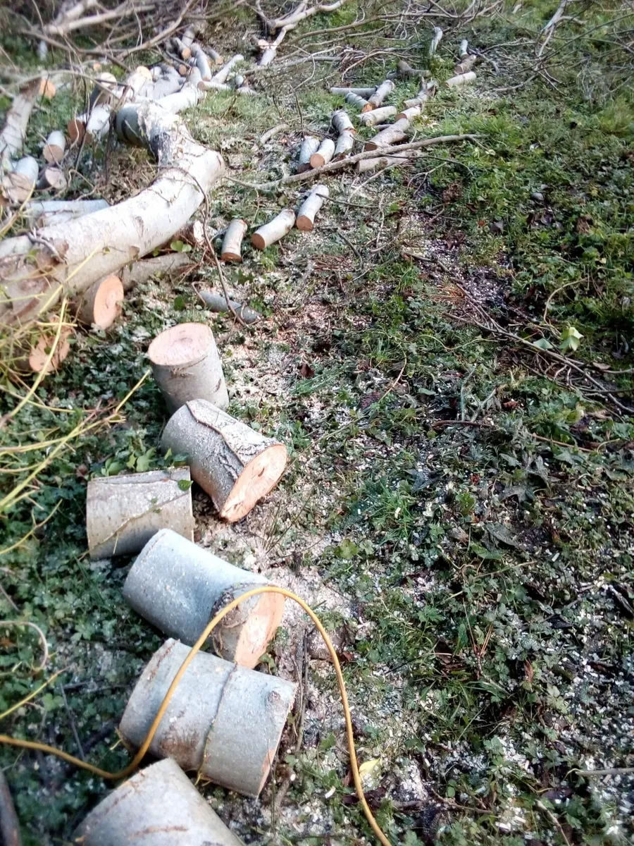 fire woods - Image 1