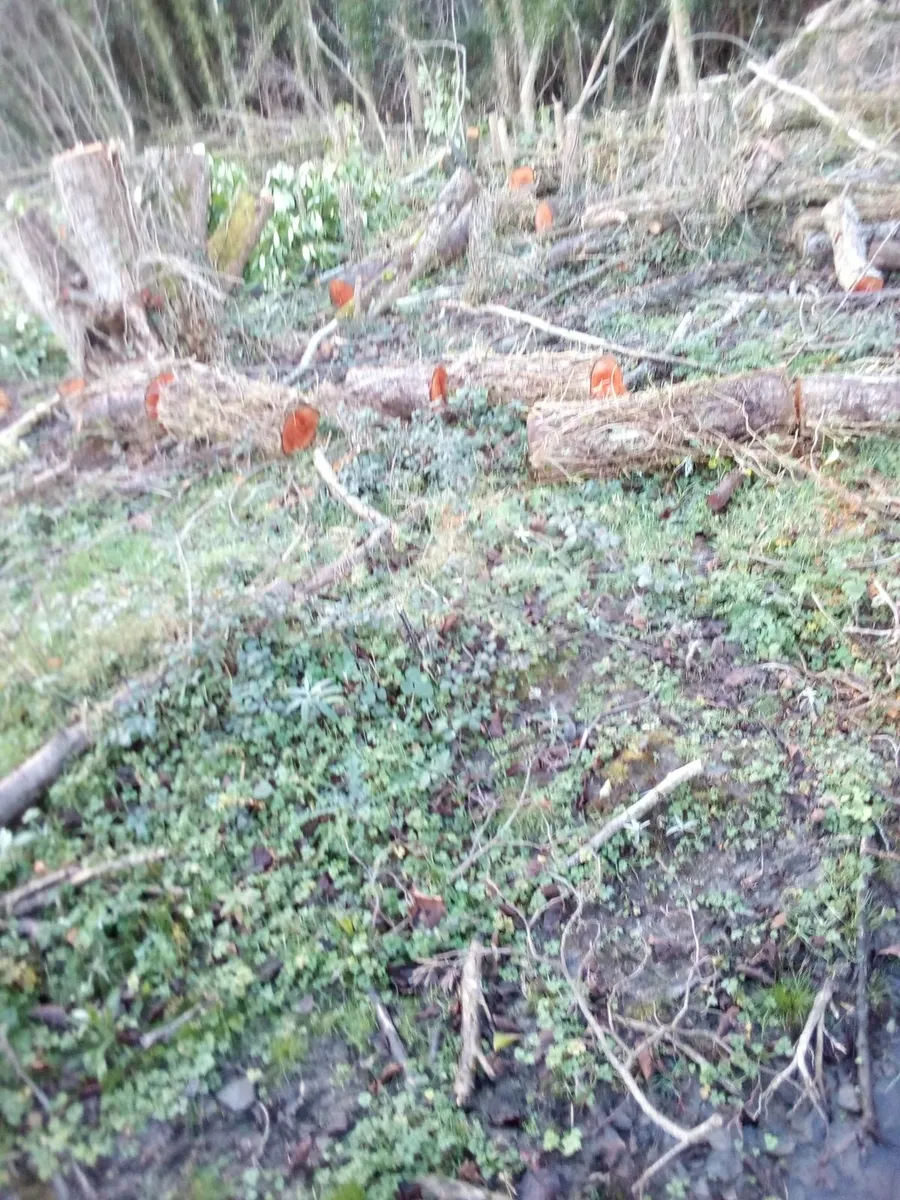 fire woods - Image 2