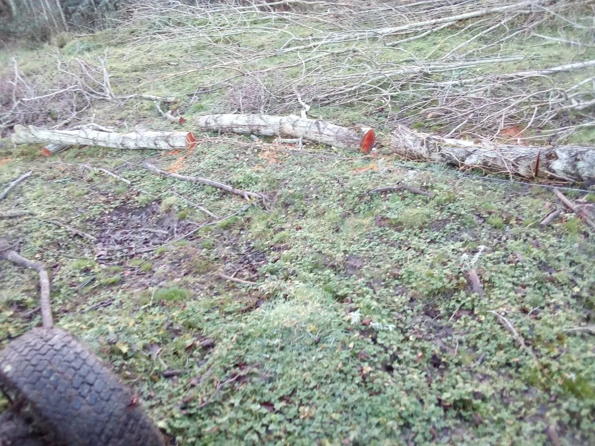 fire woods - Image 3
