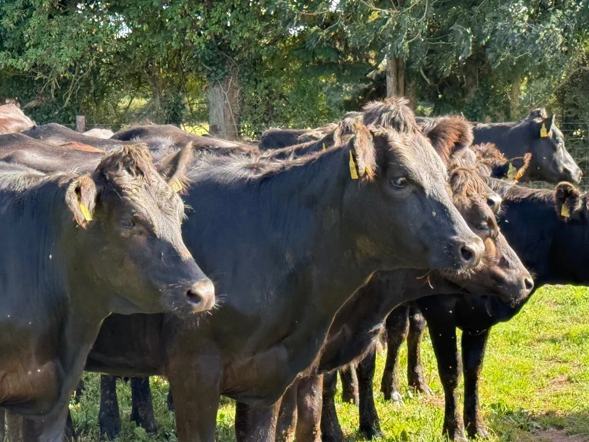 14 LIMOUSINE HEIFERS  ( 5 ⭐️) 370 KGS - Image 2