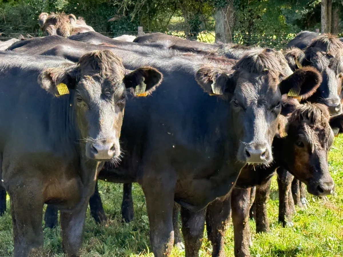14 LIMOUSINE HEIFERS  ( 5 ⭐️) 370 KGS - Image 3