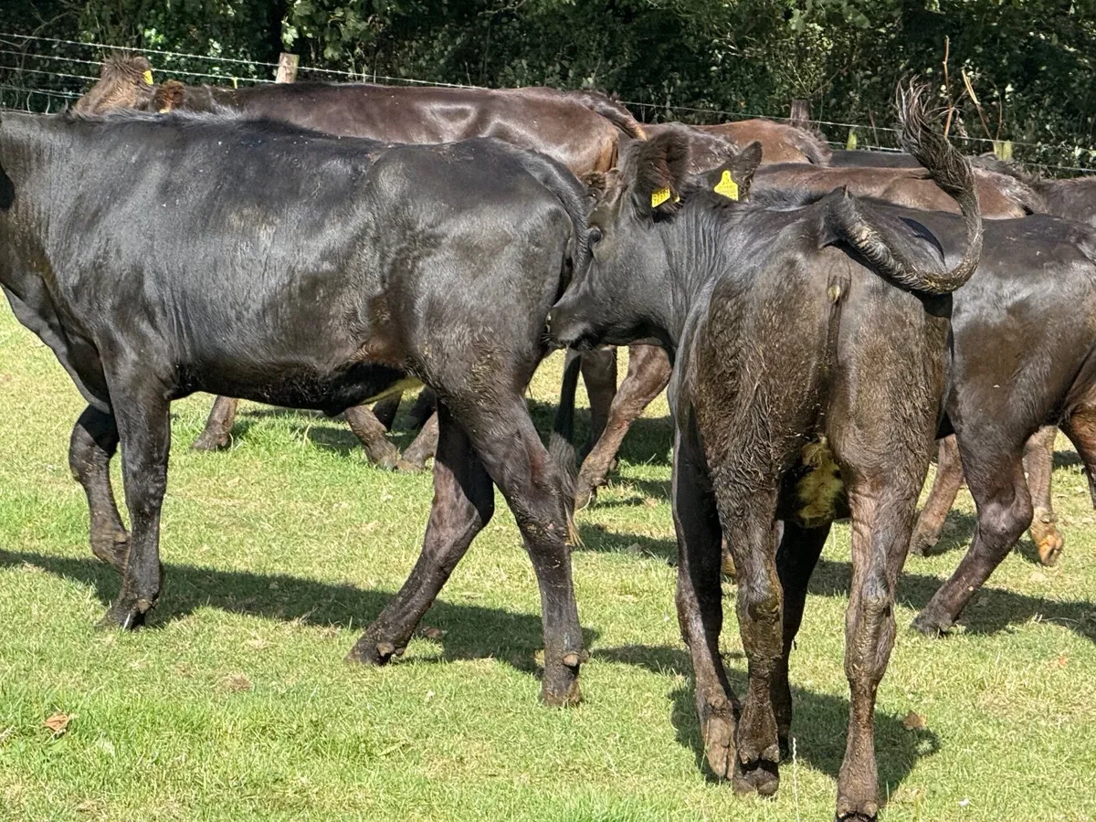 14 LIMOUSINE HEIFERS  ( 5 ⭐️) 370 KGS - Image 4