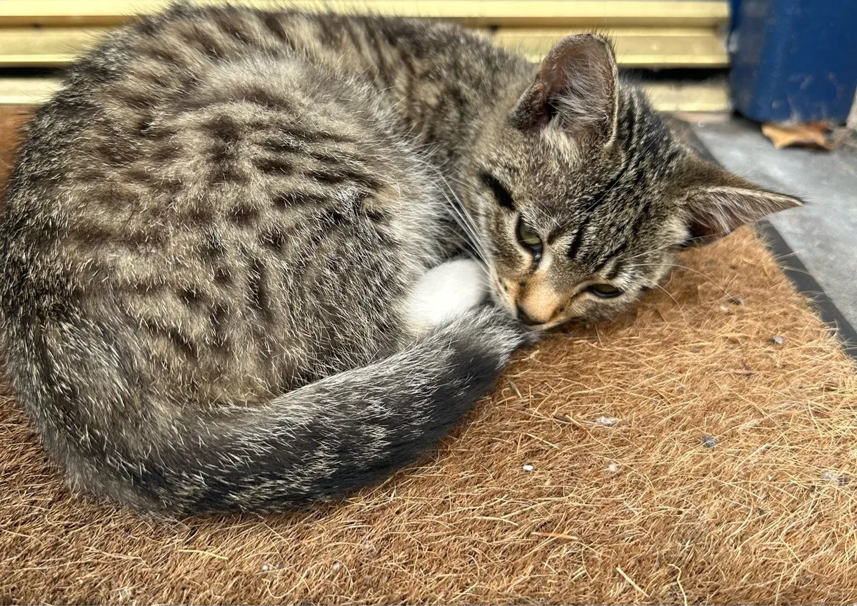 Kitten free to good home - Image 1