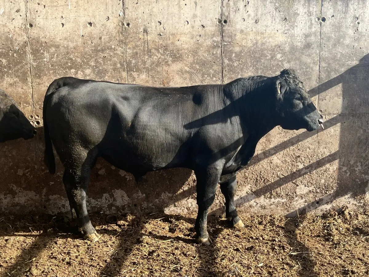 PBR angus bull - Image 1