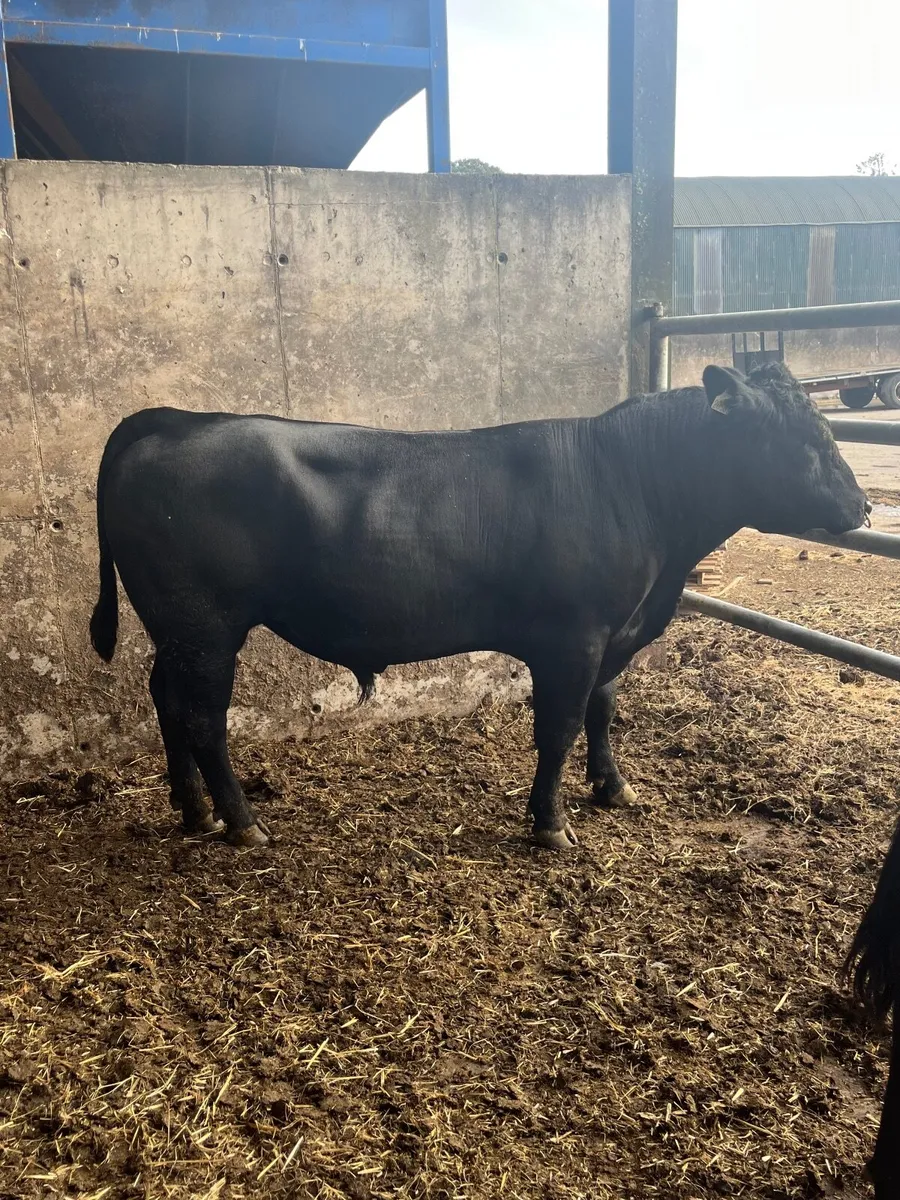 PBR angus bull - Image 3