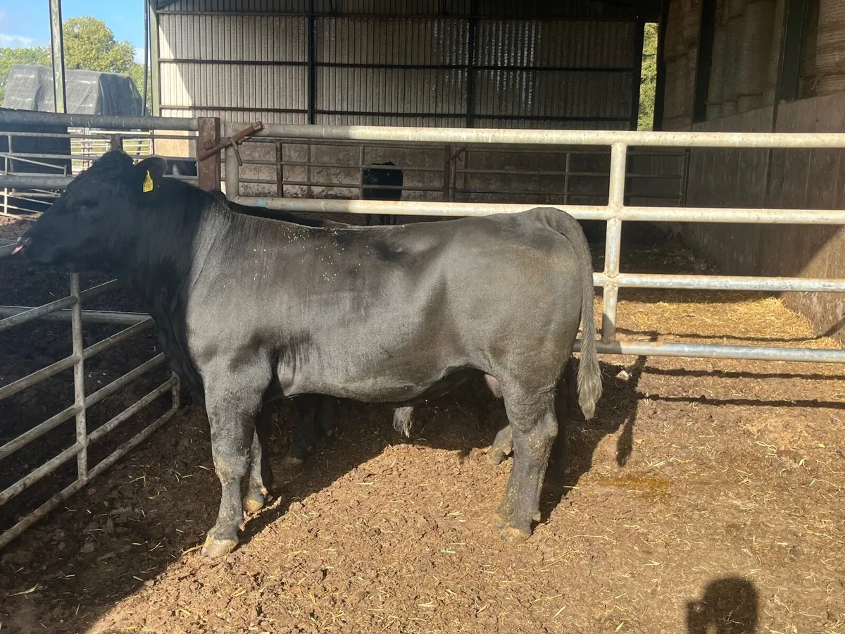 PBR angus bull - Image 2