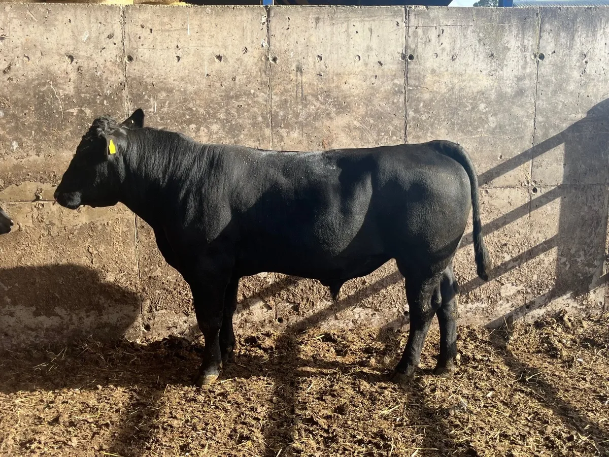 PBR angus bull - Image 4