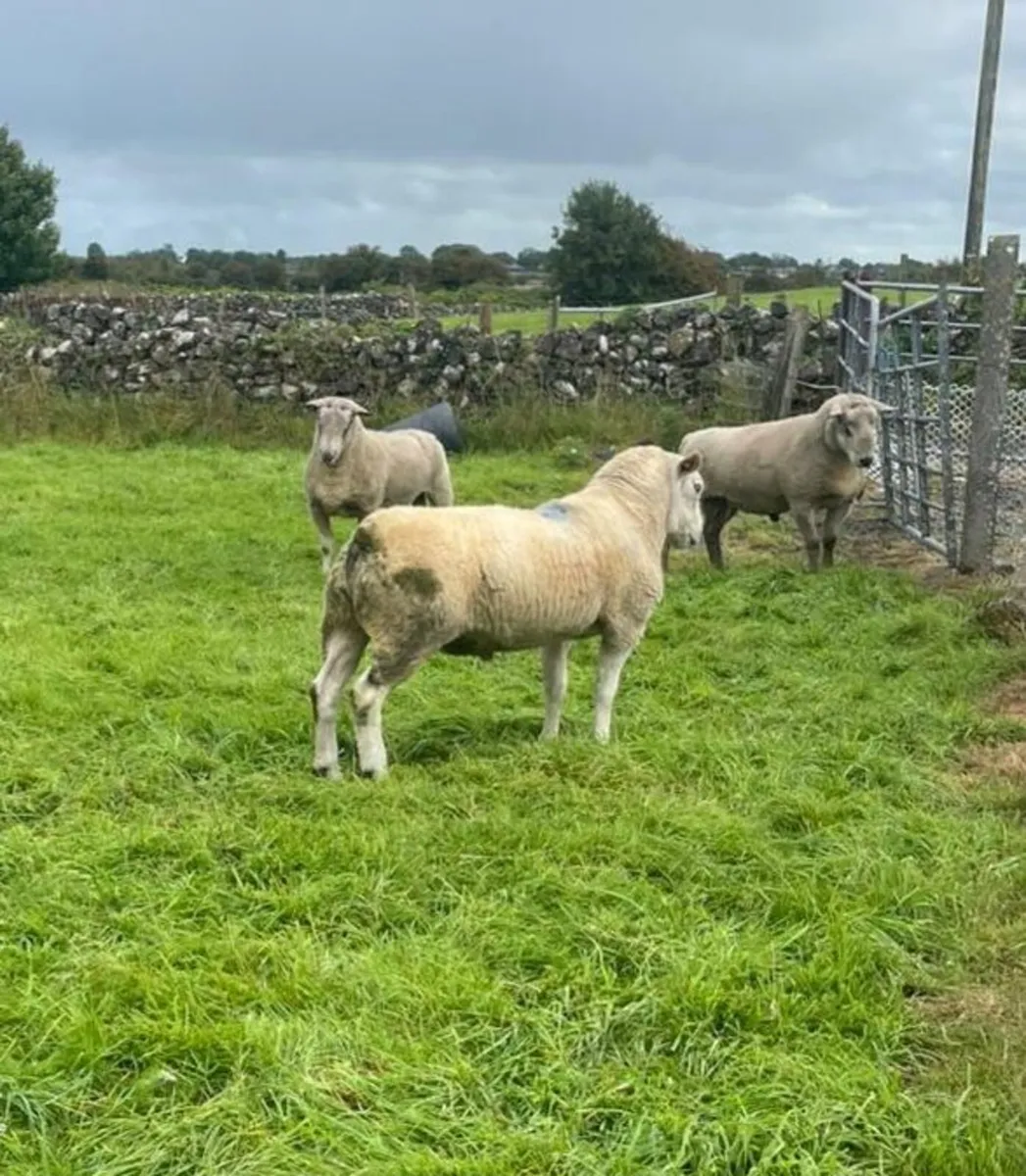 Rams - Image 2