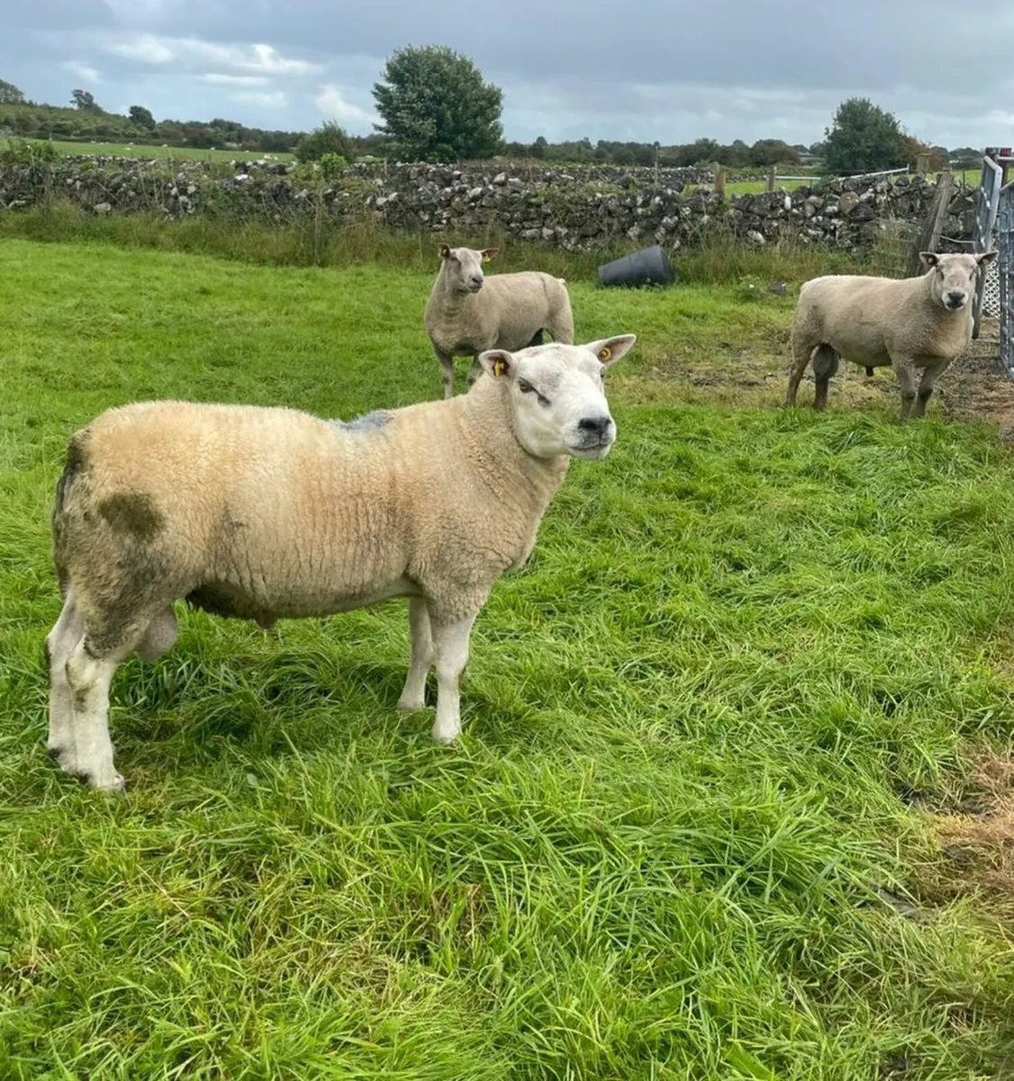 Rams - Image 1