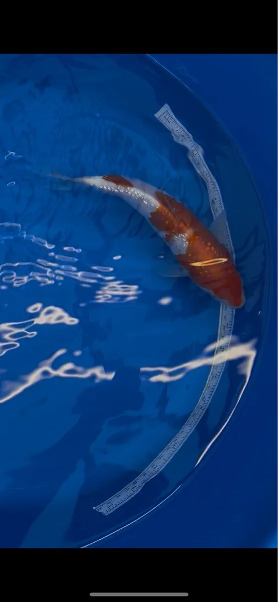Japanese koi - Image 1
