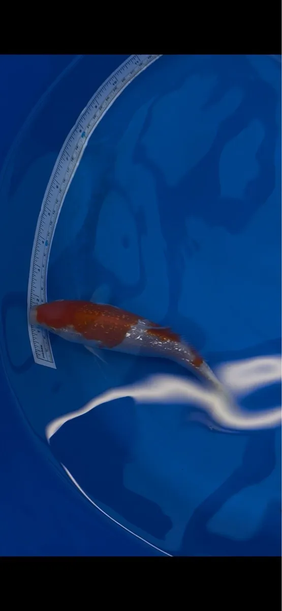 Japanese koi - Image 2