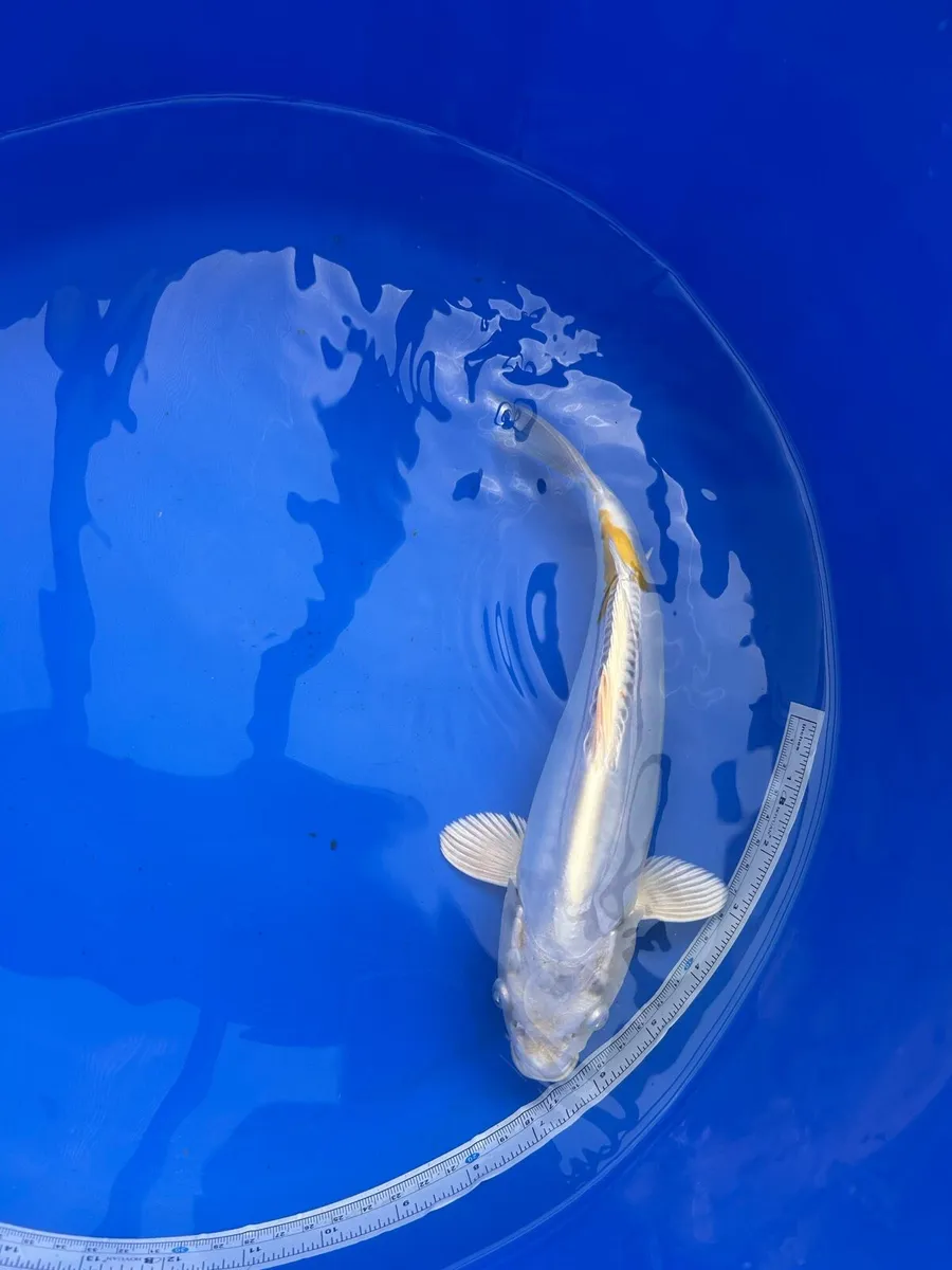 Japanese koi - Image 3