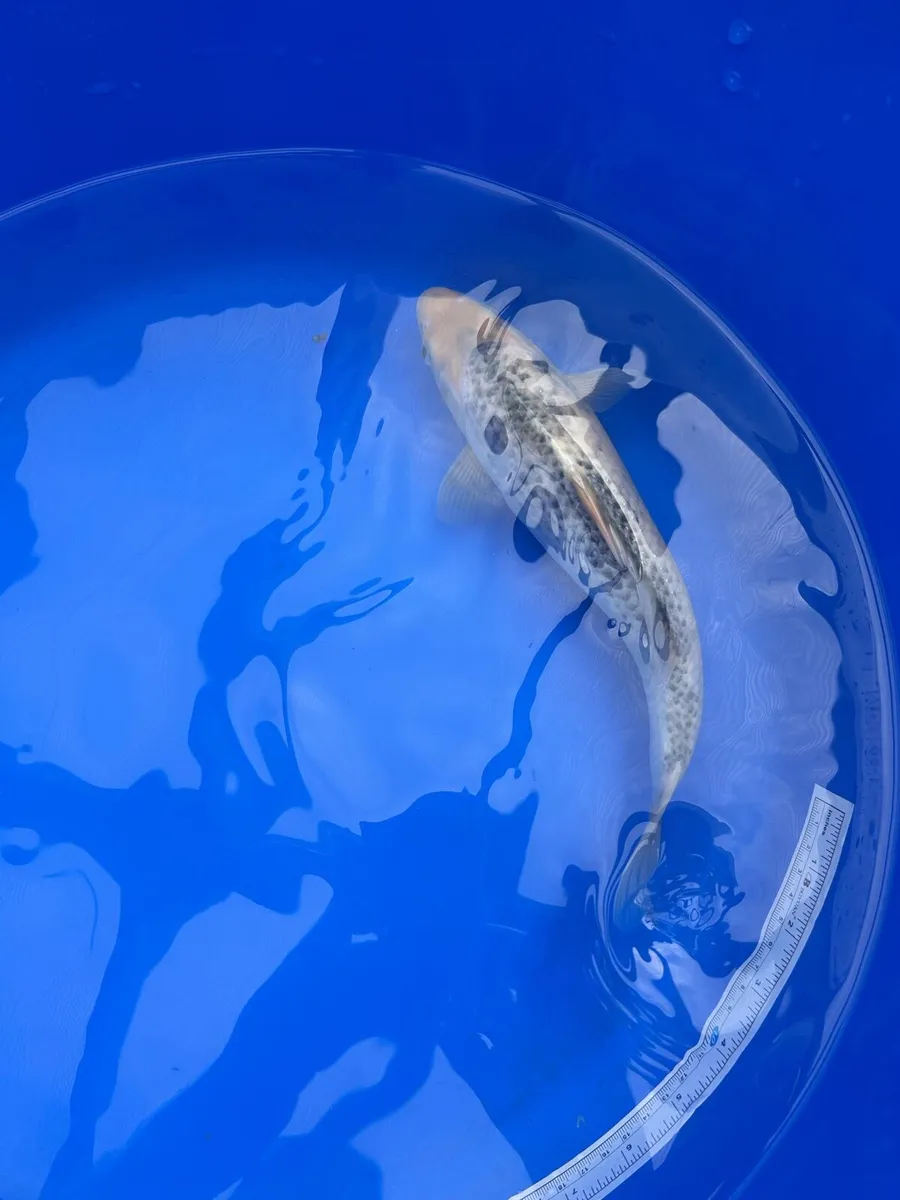 Japanese koi - Image 4