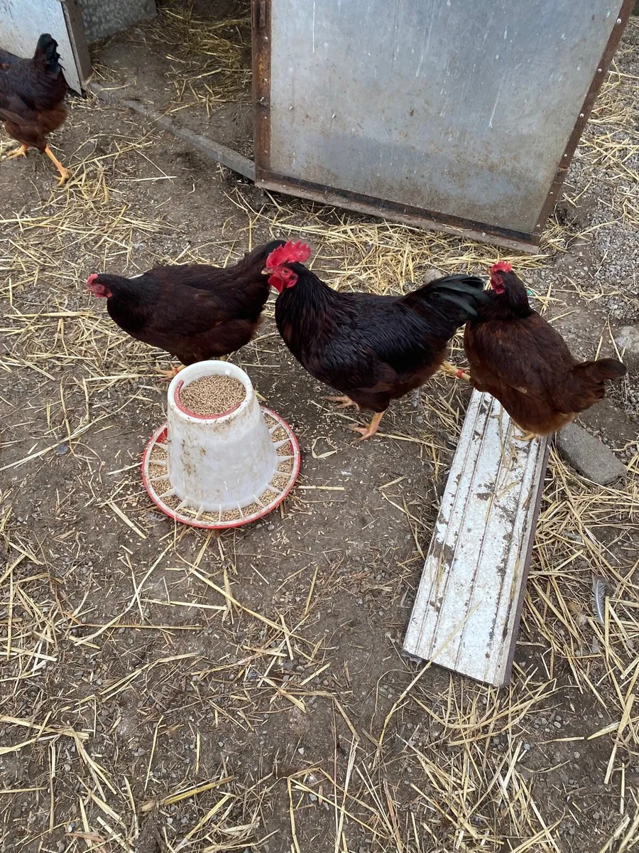 Purebred poultry + eggs - Image 3
