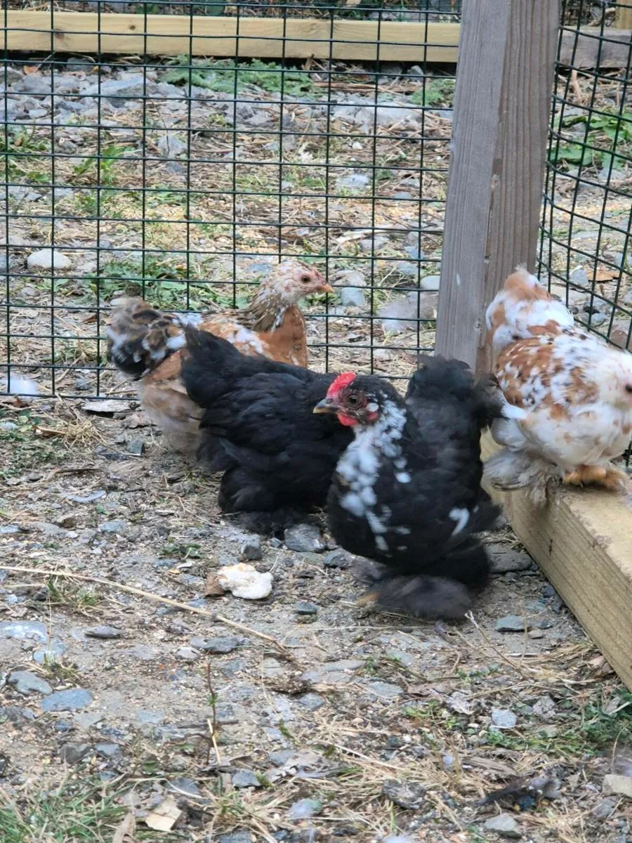 Pekin bantam hens. - Image 1