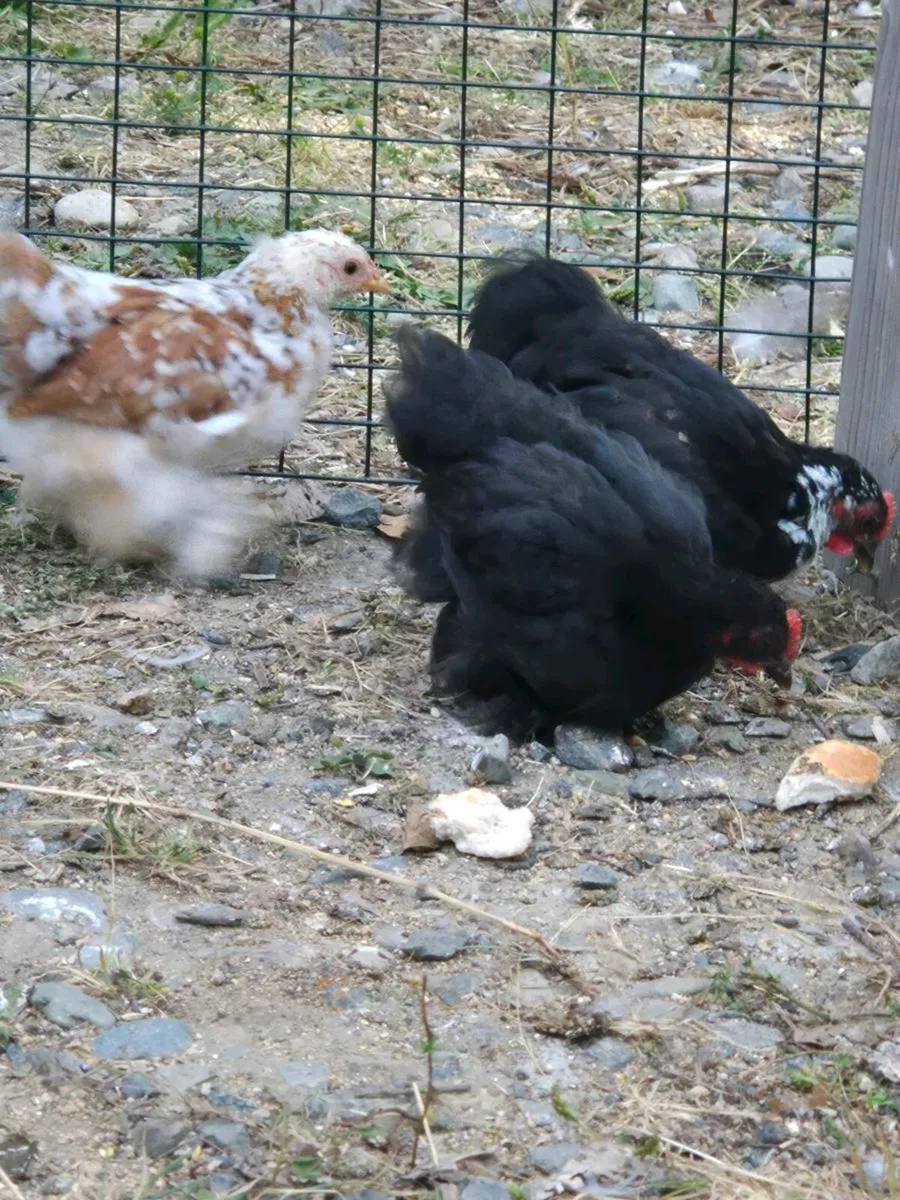 Pekin bantam hens. - Image 2