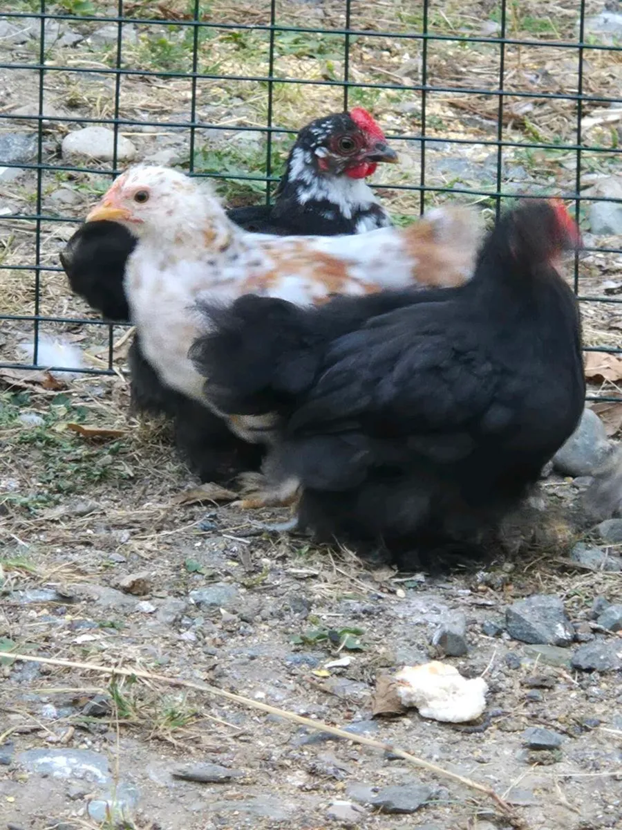 Pekin bantam hens. - Image 3