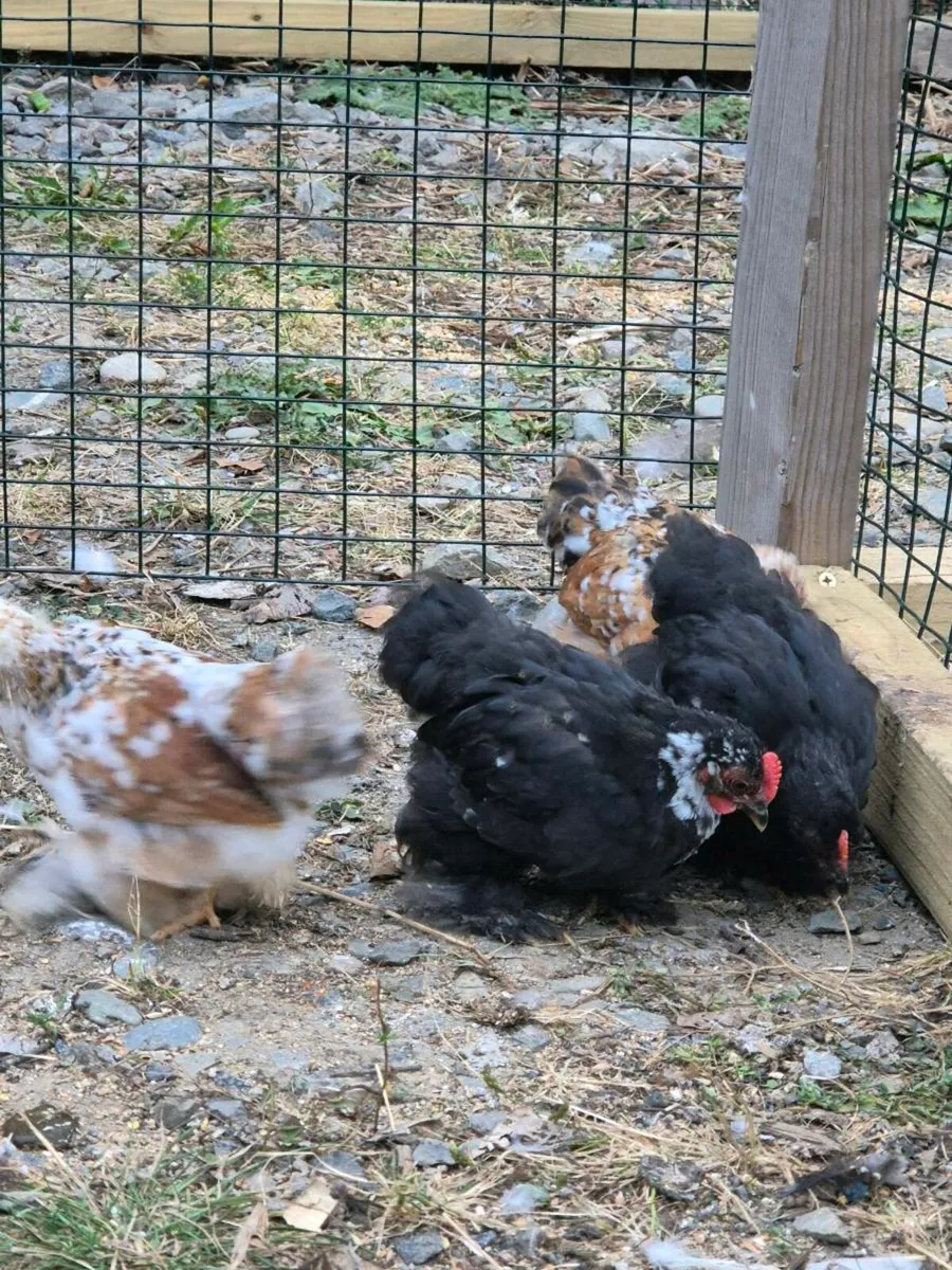 Pekin bantam hens. - Image 4