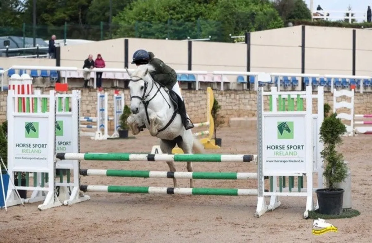Perfect Pony club/ all rounder/ SJI pony - Image 1