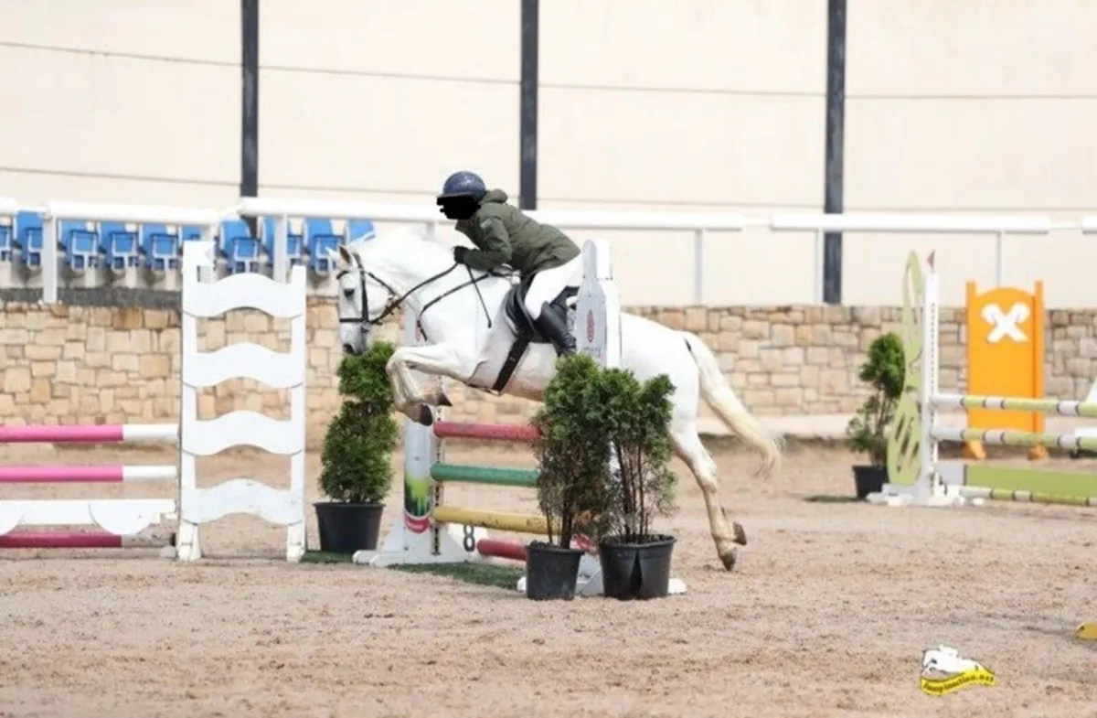 Perfect Pony club/ all rounder/ SJI pony - Image 2