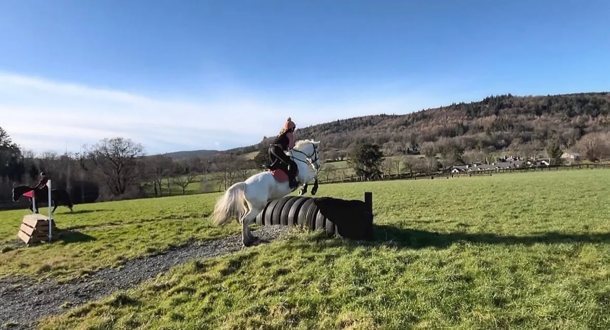 Perfect Pony club/ all rounder/ SJI pony - Image 3