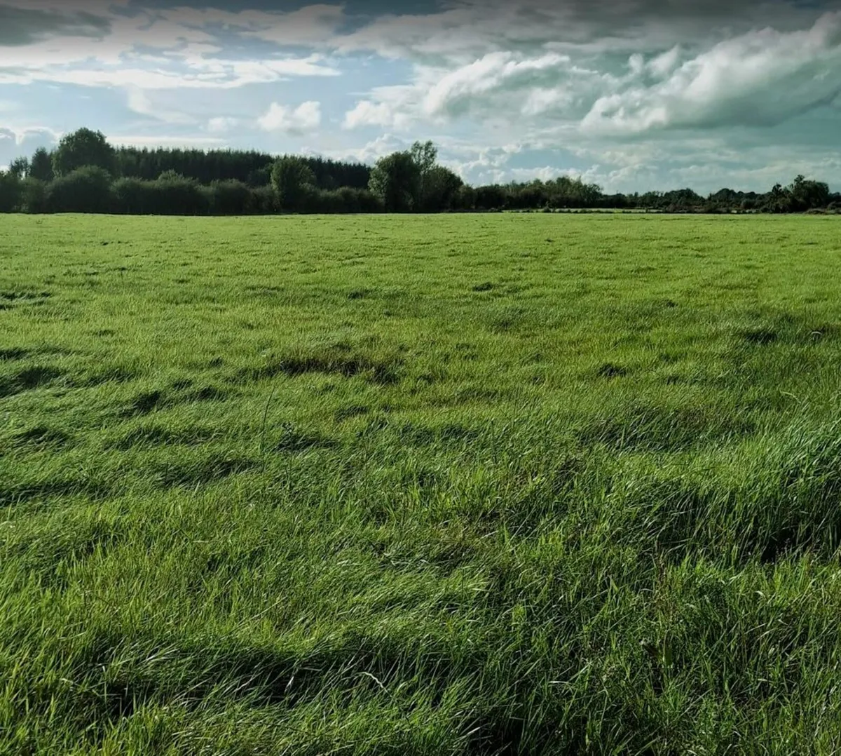 Silage grass