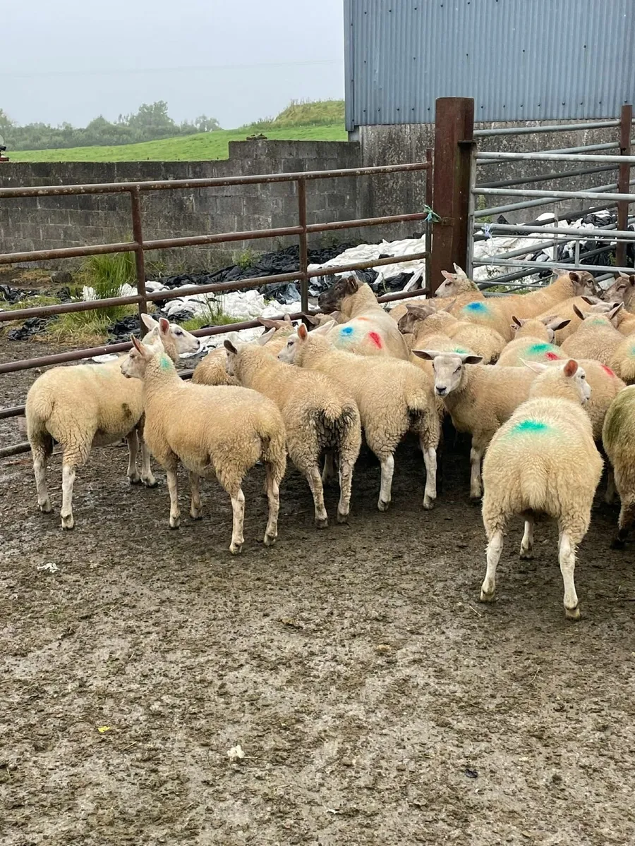 Organic lambs - Image 1
