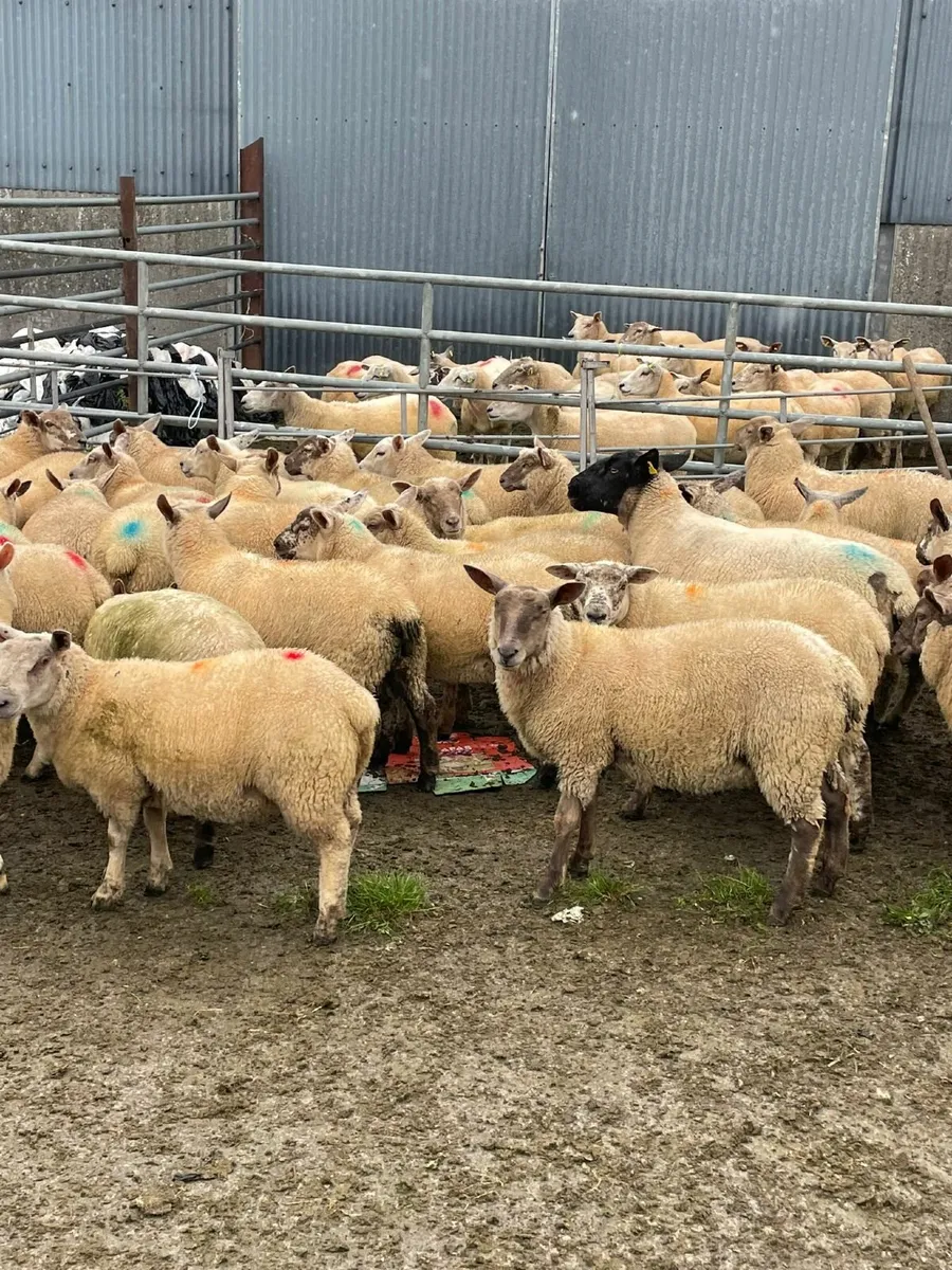 Organic lambs - Image 2