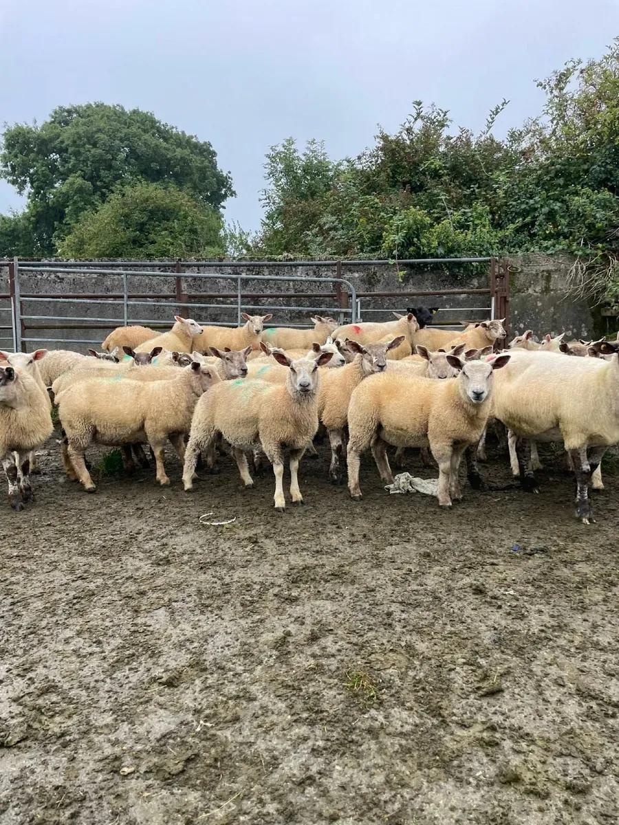 Organic lambs - Image 4
