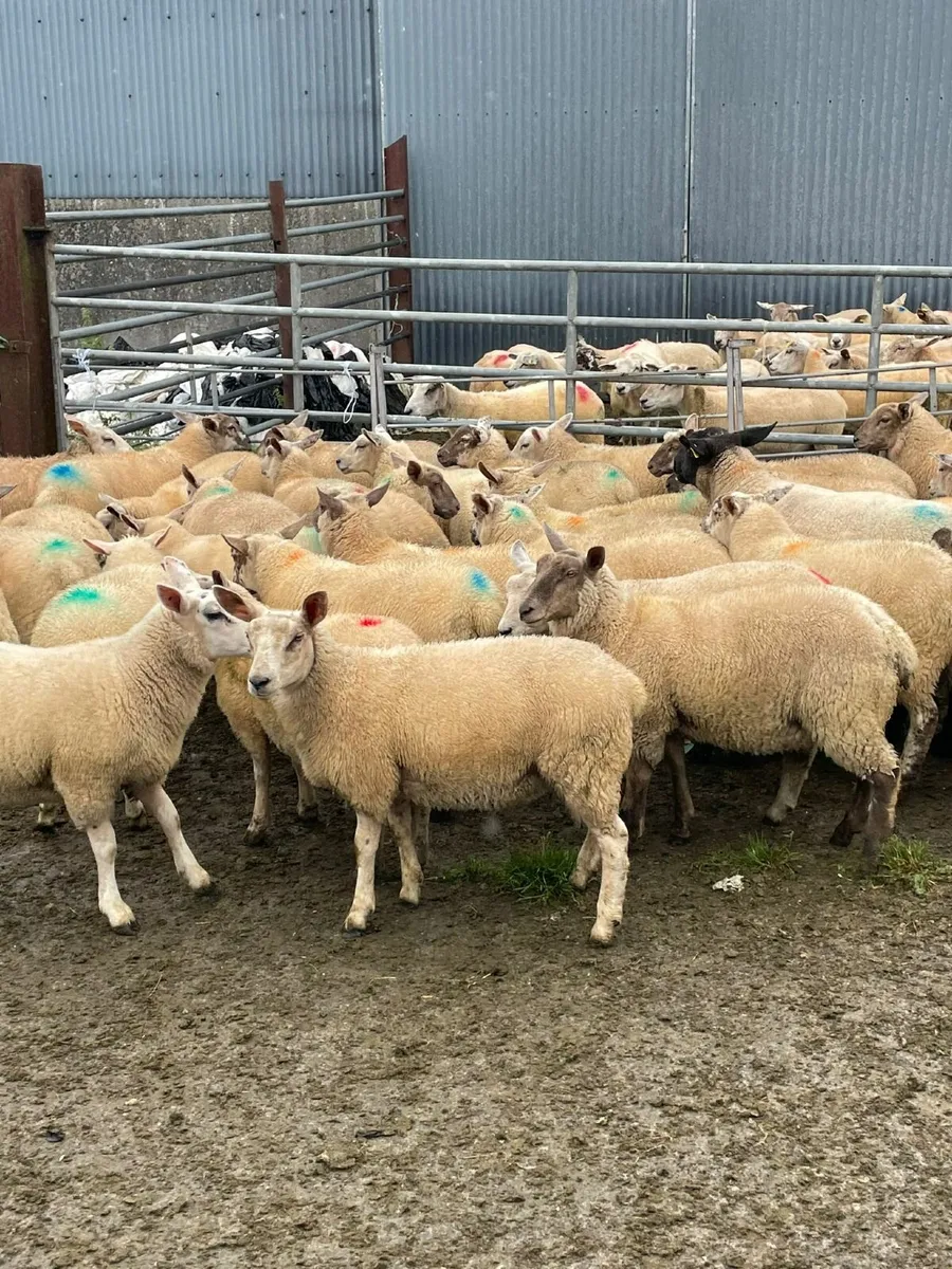 Organic lambs - Image 3