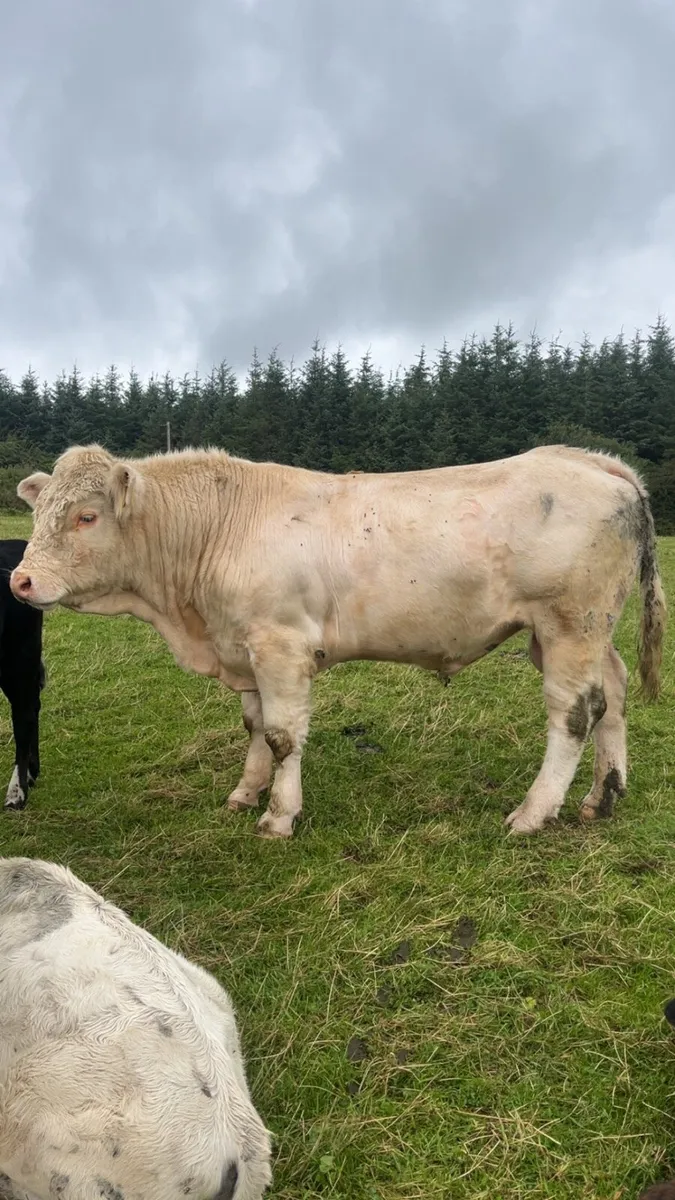 PBR Charolais bull - Image 1