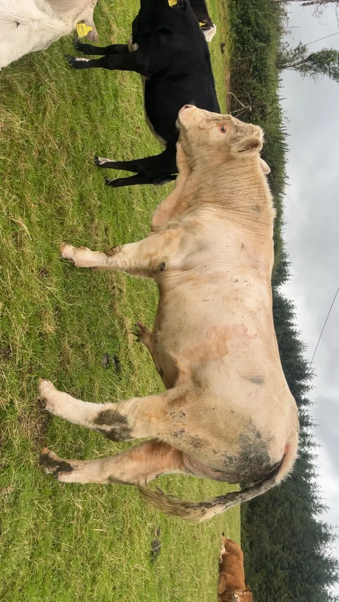 PBR Charolais bull - Image 3