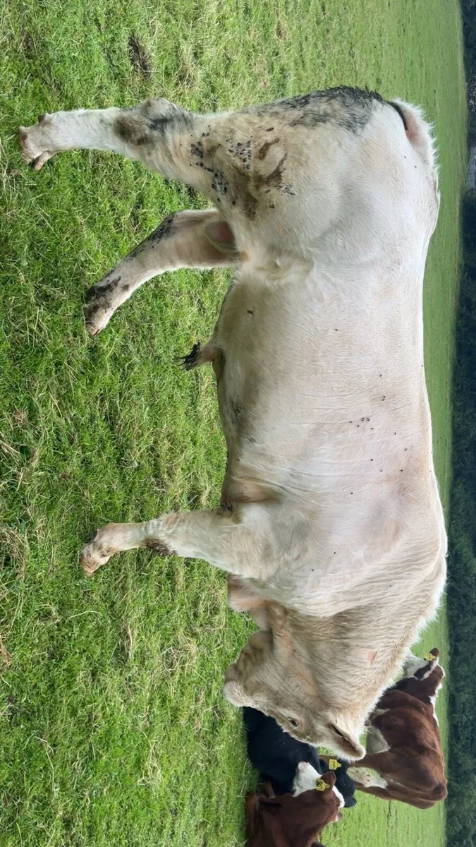 PBR Charolais bull - Image 4