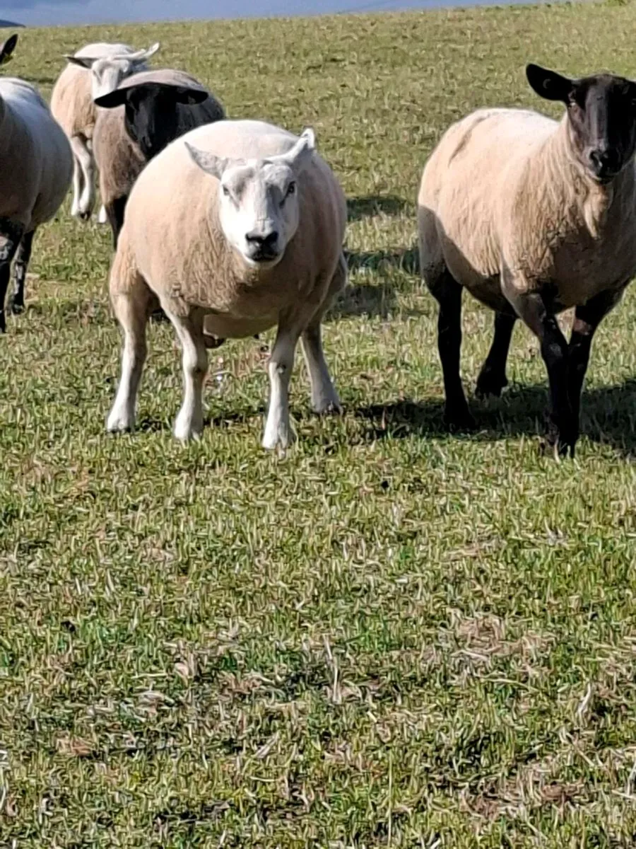 Ewes - Image 1
