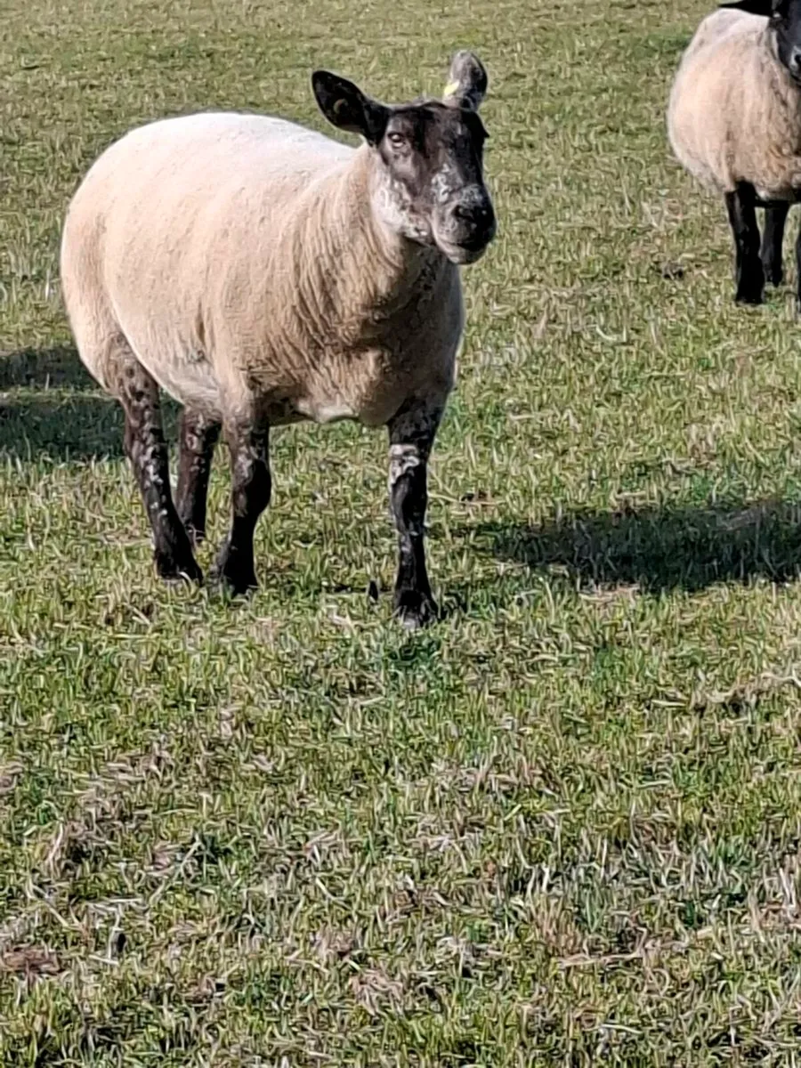 Ewes - Image 2