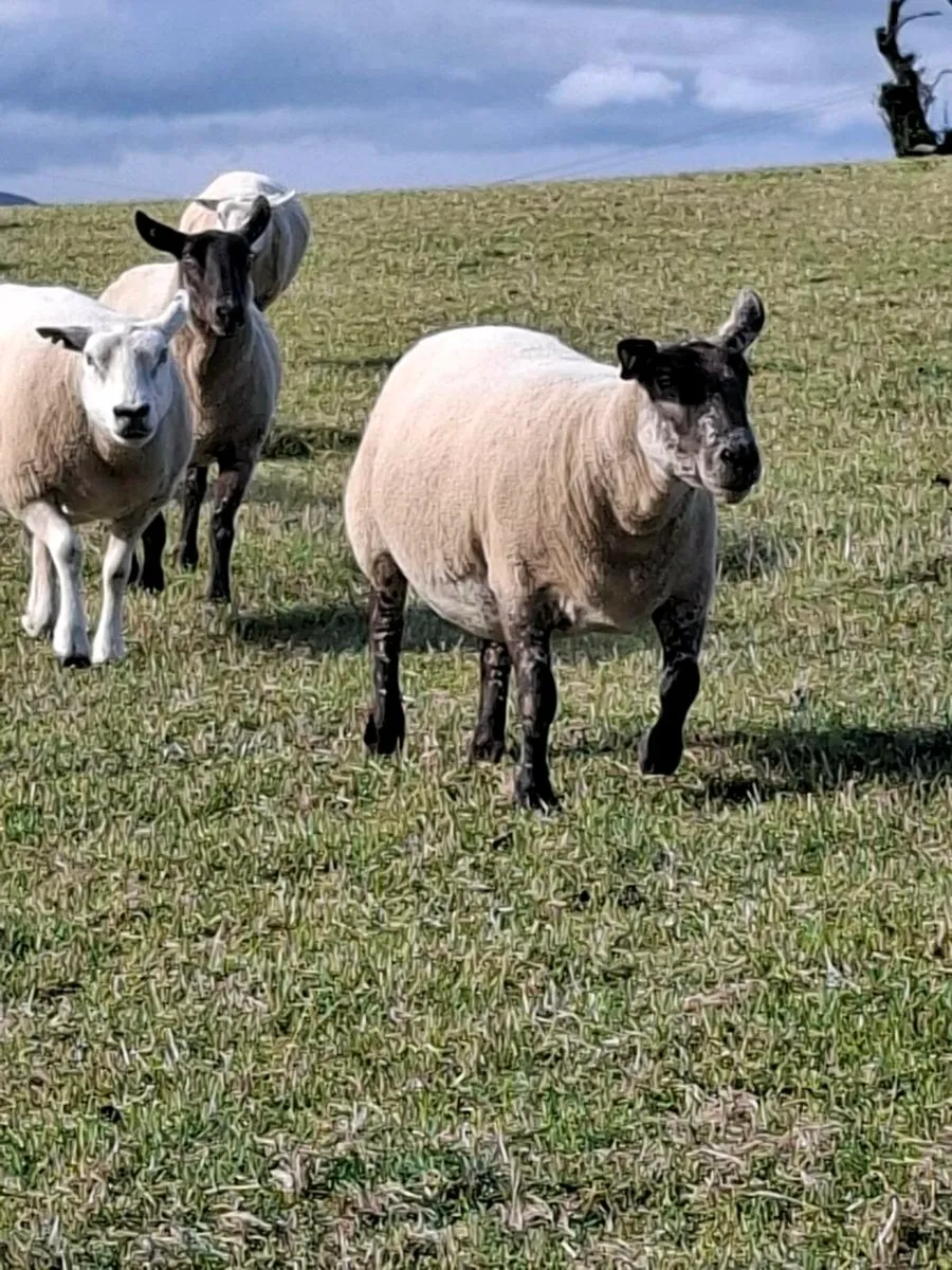Ewes - Image 3