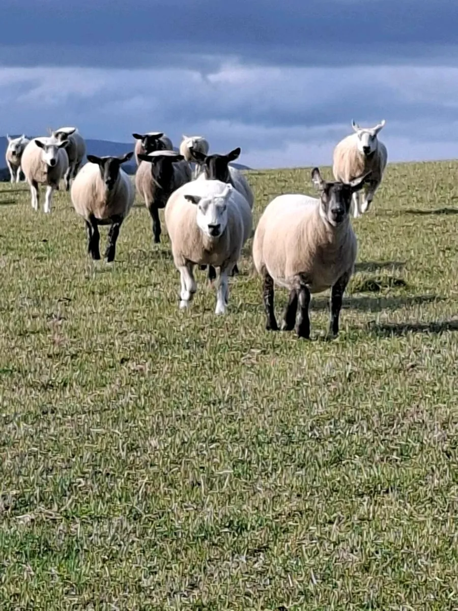 Ewes - Image 4