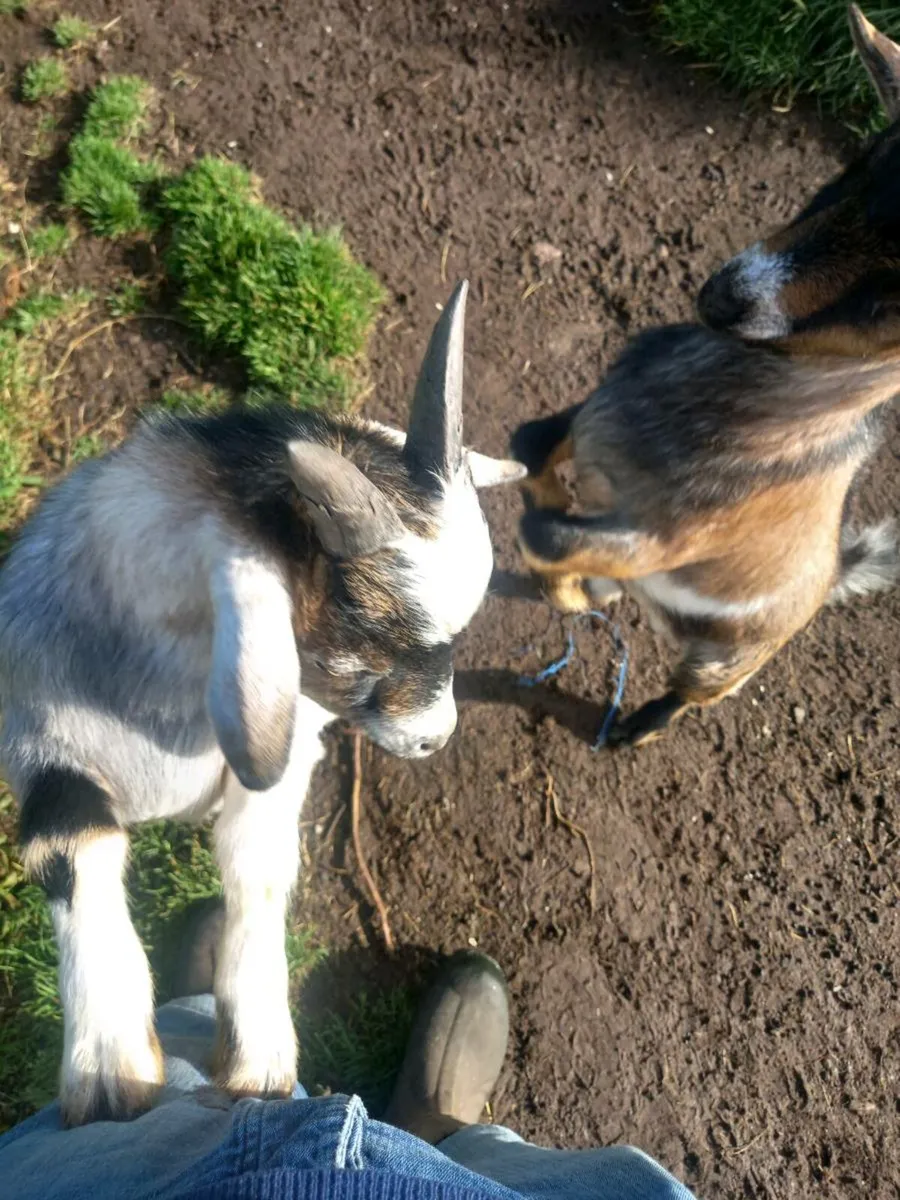 Pigmy goats - Image 1