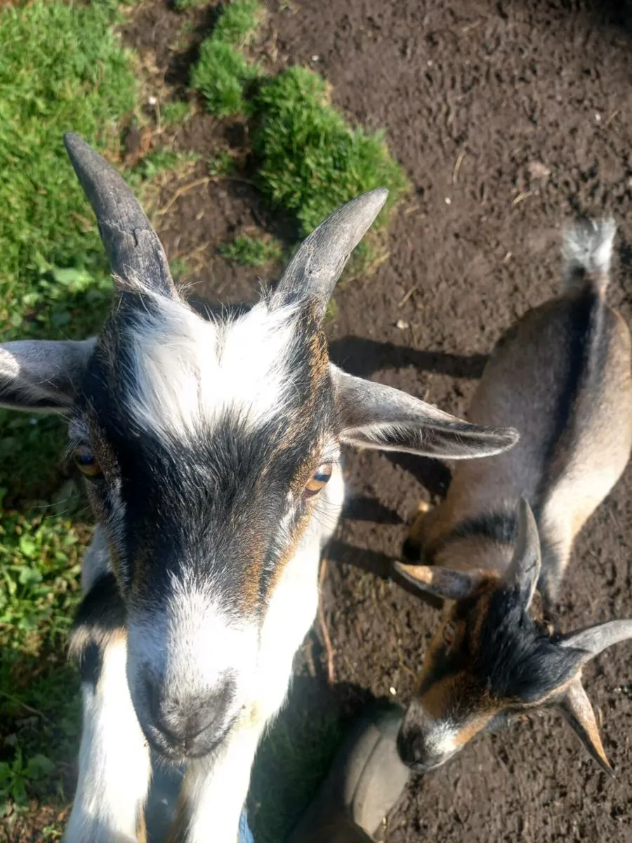Pigmy goats - Image 2