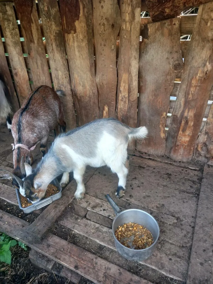 Pigmy goats - Image 3