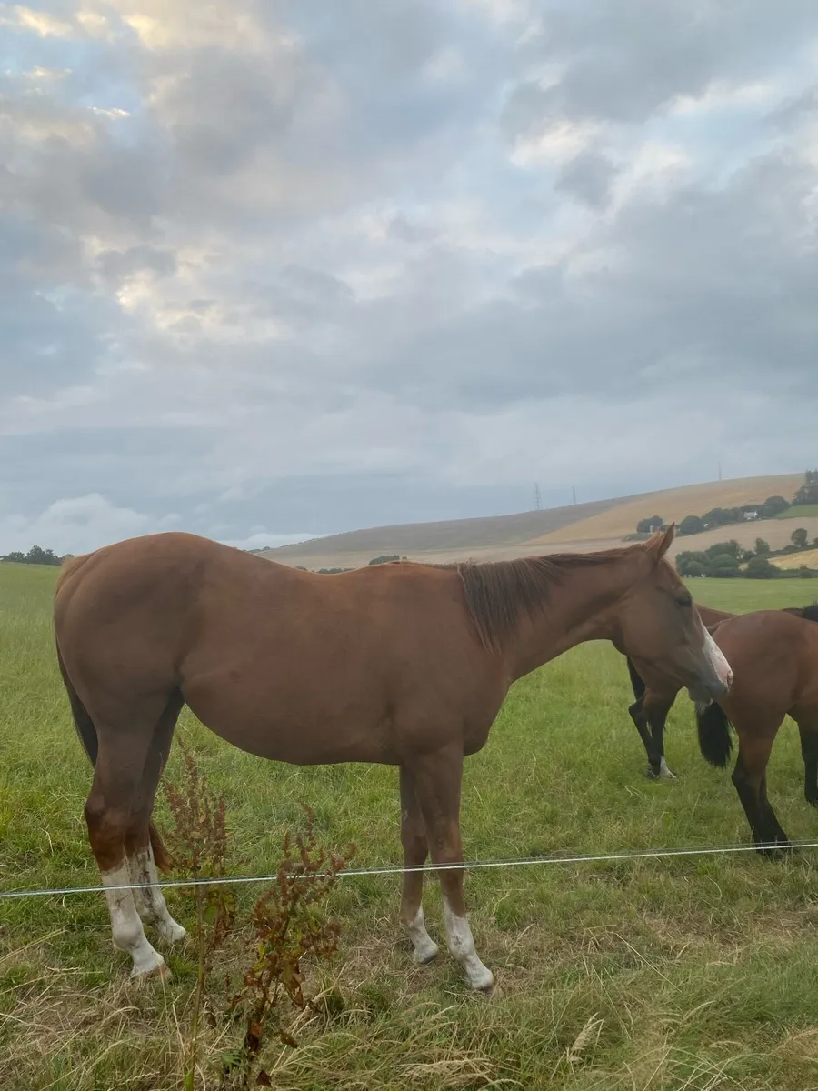 Thoroughbred mare
