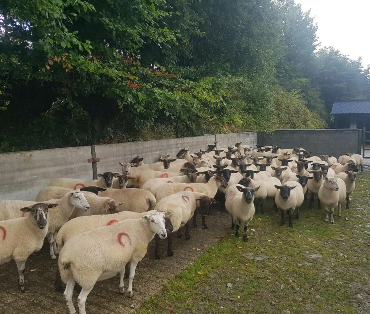 80 brood ewes - Image 2