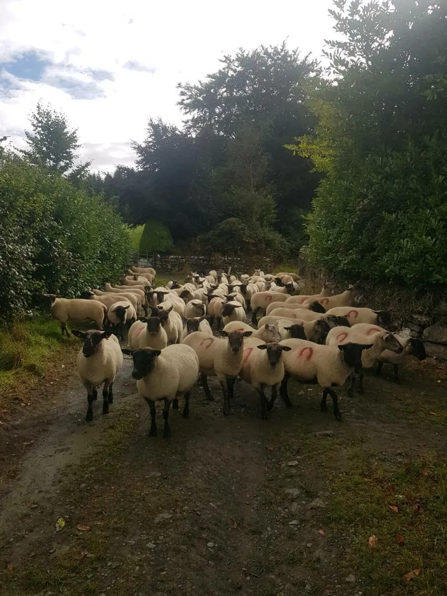 80 brood ewes - Image 3