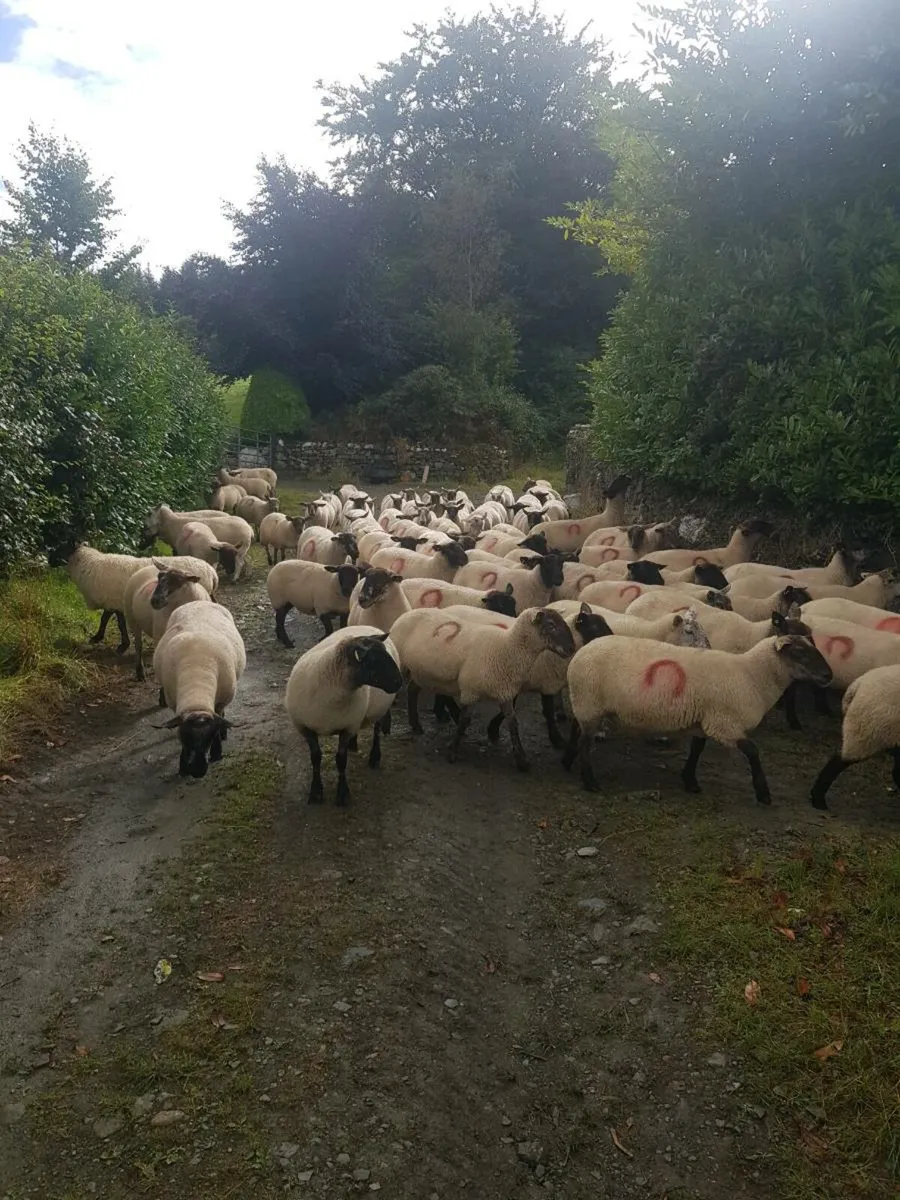 80 brood ewes - Image 4