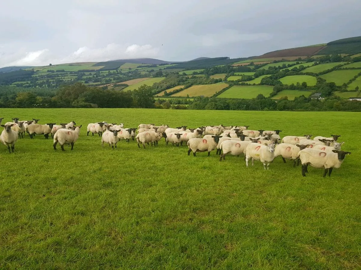 80 brood ewes - Image 1