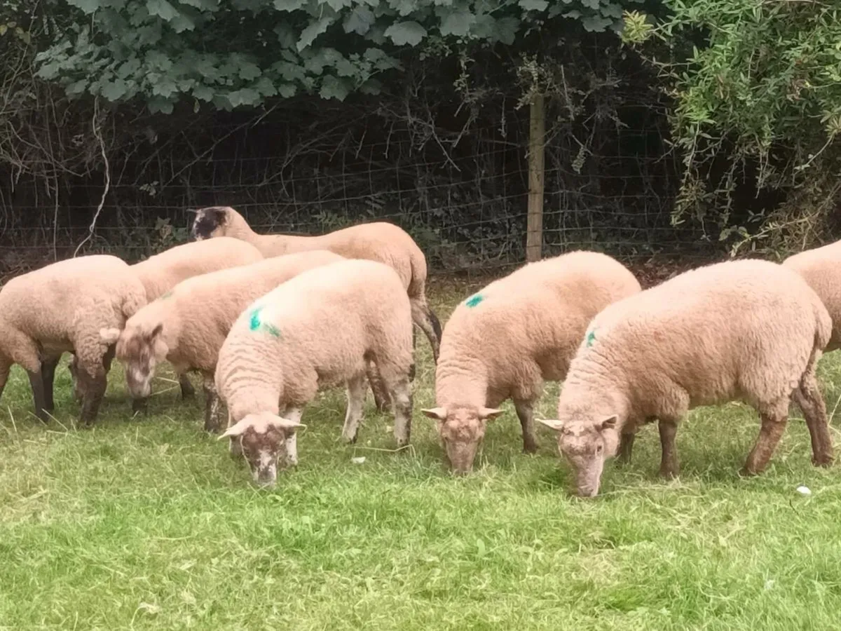 10 SPECKLED HOGGET EWES - Image 1
