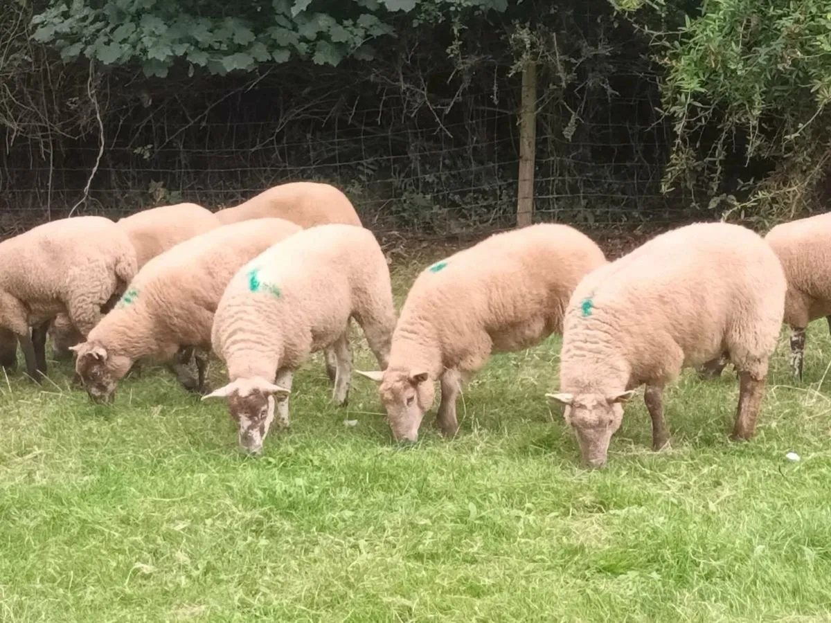 10 SPECKLED HOGGET EWES - Image 2