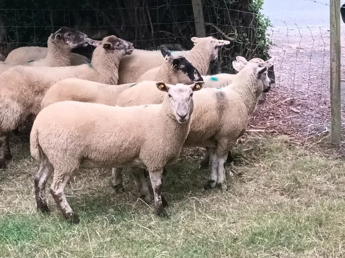 10 SPECKLED HOGGET EWES - Image 3