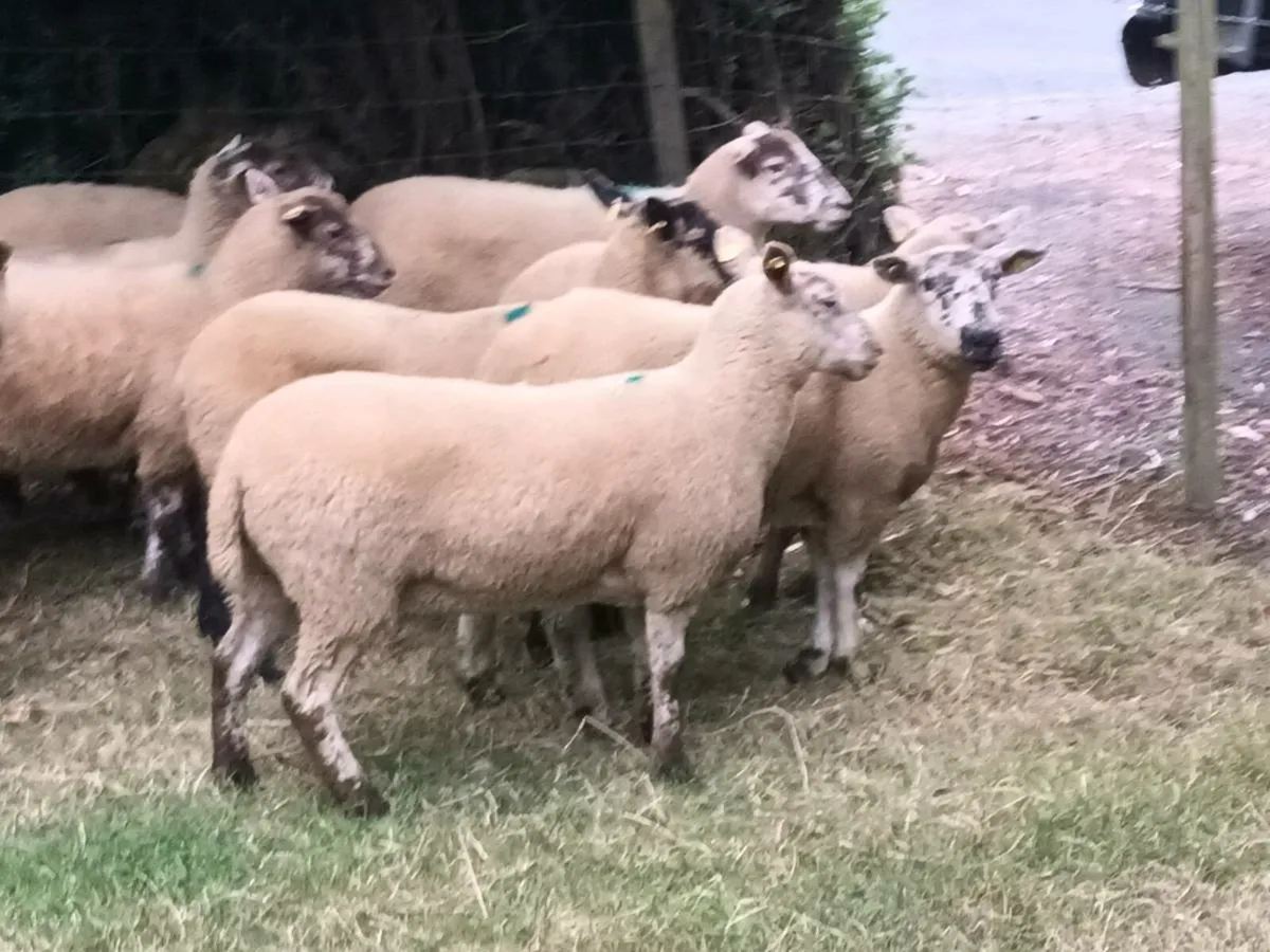 10 SPECKLED HOGGET EWES - Image 4