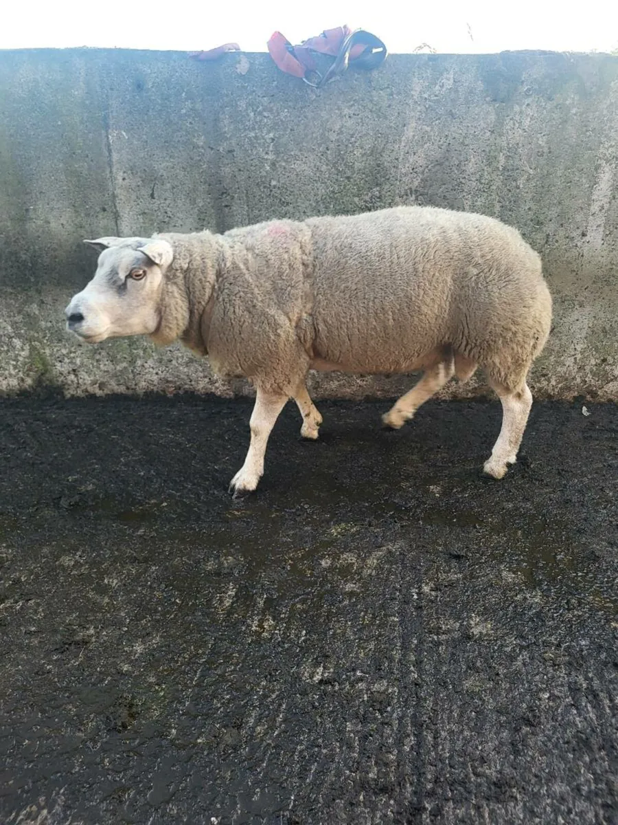 Ram - Image 2